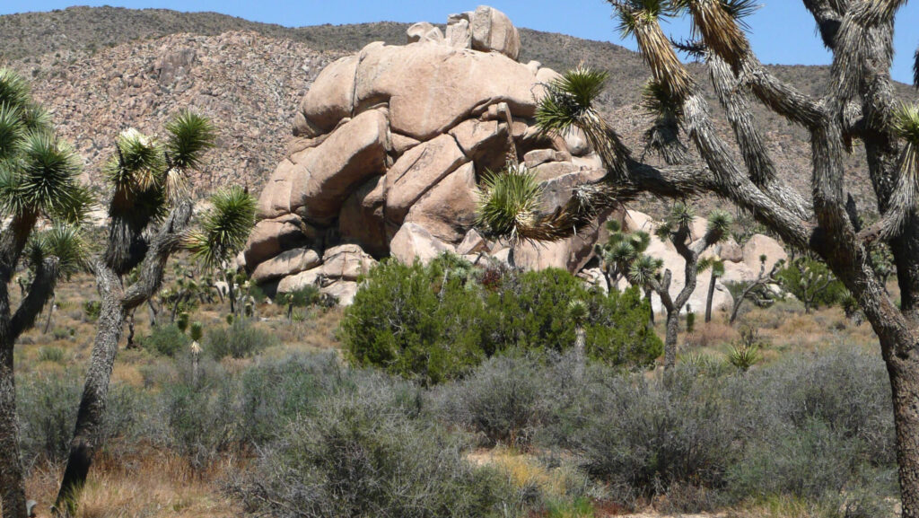 joshua tree national park 55721 fotor 20240306191926 2