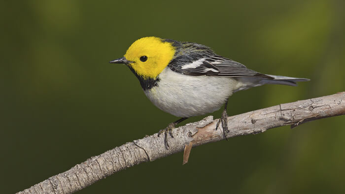 zcHermitWarbler4 fotor 2024030516619 2